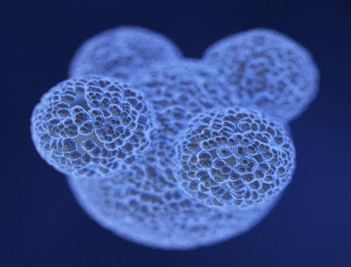  Stem cell clusters.