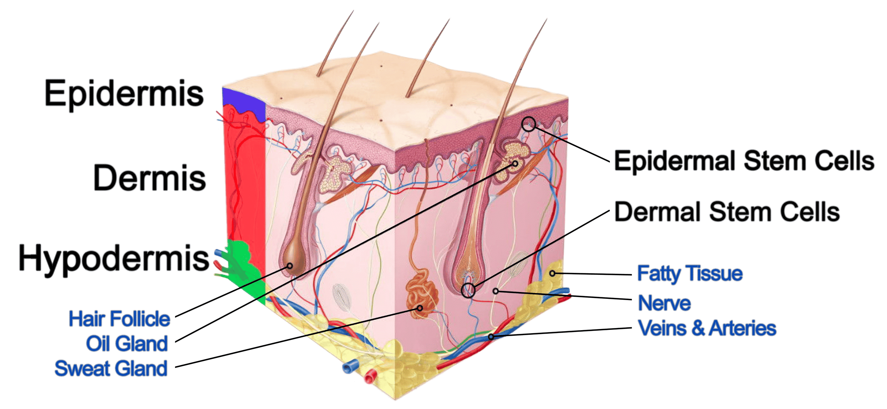 New dermis. Epidermal Cells. Dermal _epidermal бустер. Dermal _epidermal бустер DMA лифт MP Systems.